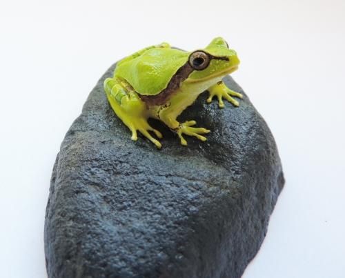 カエルの森工房ハロウエルアマガエル