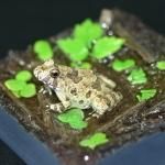 ツチガエル ヌマガエル ヤマアカガエル ニホンアカガエル タゴガエル カエル工房 ツチガエル ヌマガエル ヤマアカガエル ニホンアカガエル タゴガエル カエル工房
