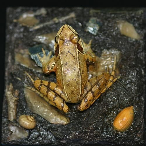 ニホンアカガエル カエル工房