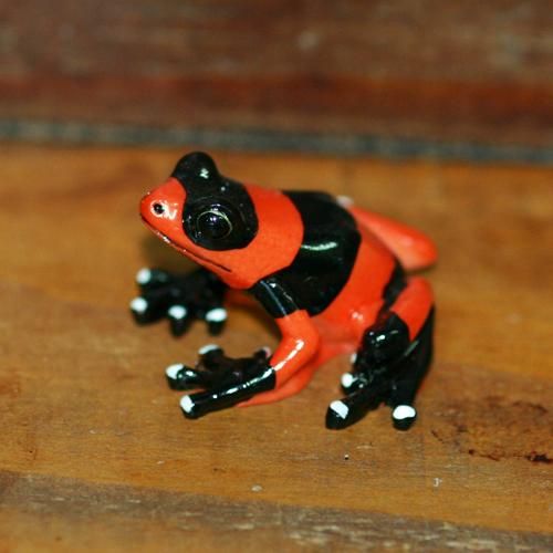 ベニモンヤドクガエル カエル工房 ベニモンヤドクガエル カエル工房