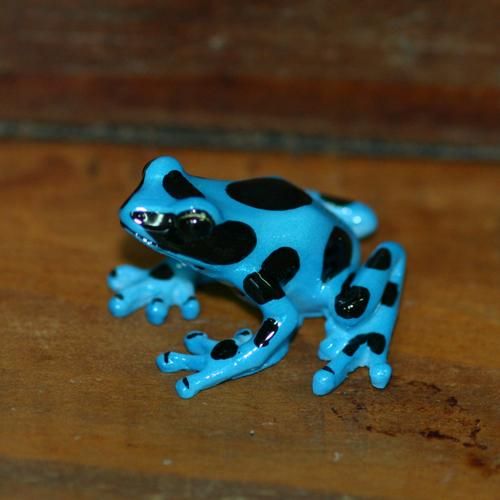 マダラヤドクガエル ブルー カエル工房 マダラヤドクガエル ブルー カエル工房