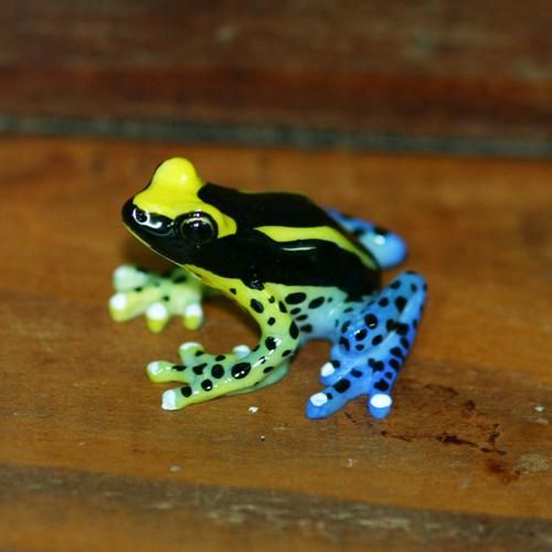 アイゾメヤドクガエル カエル工房 アイゾメヤドクガエル カエル工房
