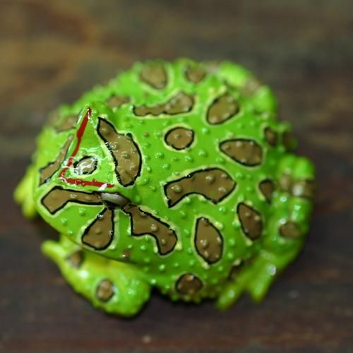 ベルツノガエル・緑 - カエル工房 ベルツノガエル・緑 - カエル工房