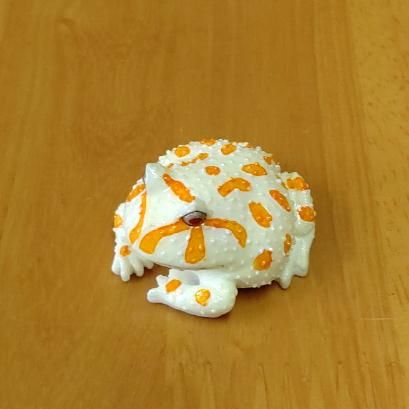ベルツノガエル アルビノ カエル工房 ベルツノガエル アルビノ カエル工房