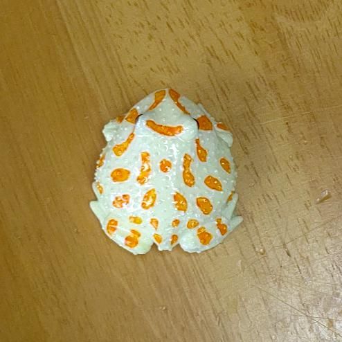 ベルツノガエル アルビノ カエル工房 ベルツノガエル アルビノ カエル工房