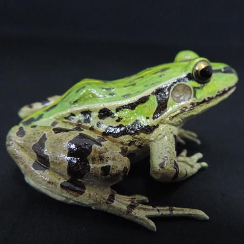 トノサマガエル オス カエル工房