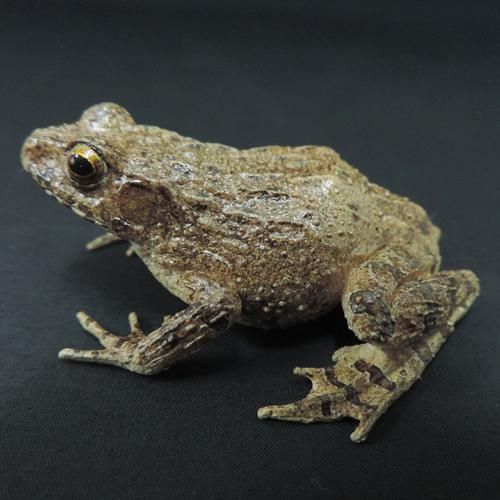 ツチガエル カエル工房 ツチガエル カエル工房