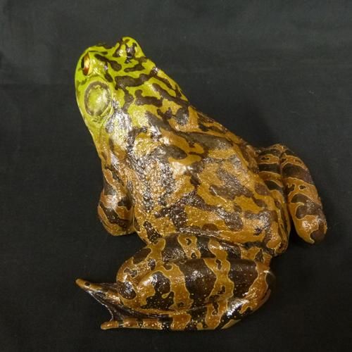 ウシガエル - カエル工房