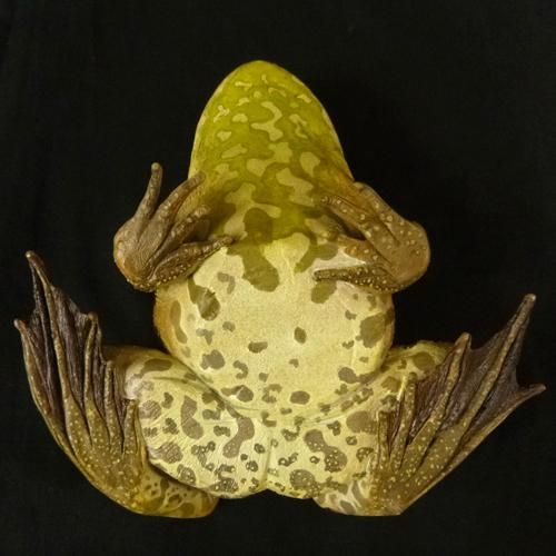 ウシガエル - カエル工房