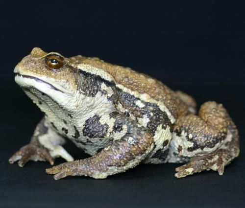 ニホンヒキガエル カエル工房