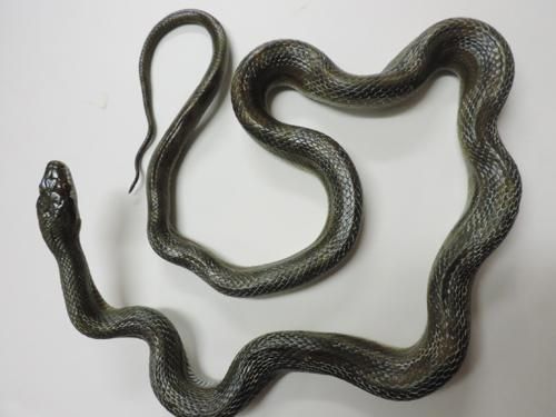 ヤマカガシ(レプリカ)