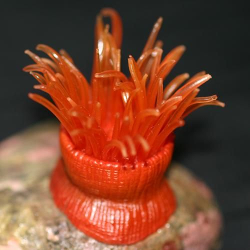ウメボシイソギンチャク カエル工房
