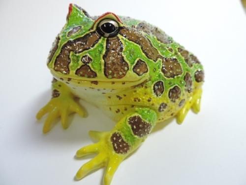 ベルツノガエル特大・緑 - カエル工房