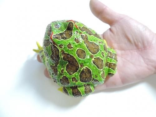 バカラ　緑カエル　超美品 バカラ 緑カエル 超美品 アマガエル マグネット×ストラップ