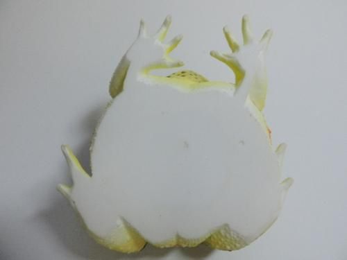 ベルツノガエル特大・緑 - カエル工房 ベルツノガエル特大・緑 - カエル工房