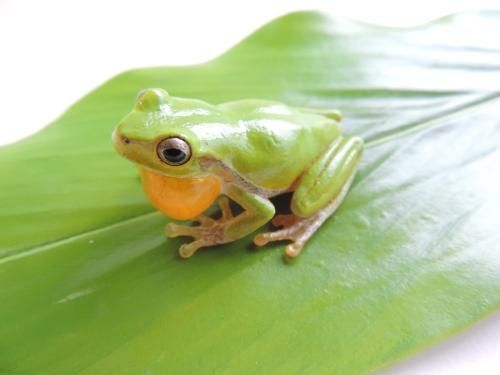 ハロウエルアマガエル - カエル工房