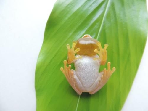 カエルの森工房　ハロウエルアマガエル カエルの森工房 ニホンアマガエル｜株式会社キタンクラブ