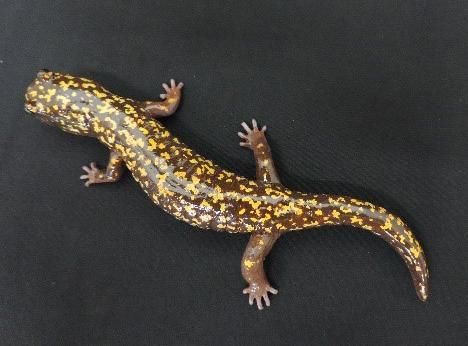 ヒダサンショウウオ 生体 1ペア 2匹セット