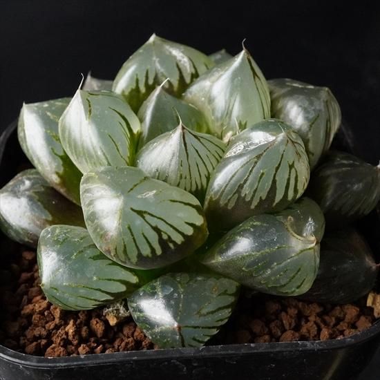 多肉植物専門通販 たにっくん工房 Online Farm ハオルチア