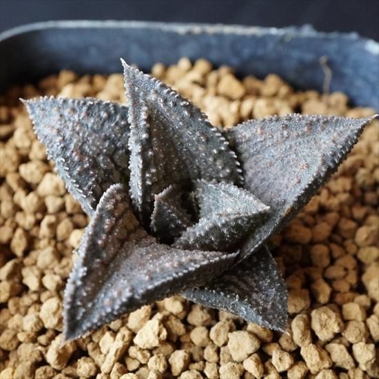 多肉植物専門通販 たにっくん工房 Online Farm ハオルチア