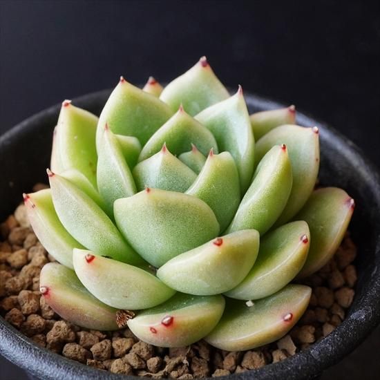 多肉植物専門通販 たにっくん工房 Online Farm エケベリア 多肉植物専門通販 たにっくん工房 Online Farm エケベリア