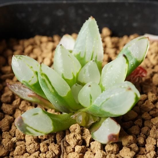 多肉植物専門通販 たにっくん工房 Online Farm ハオルチア 多肉植物専門通販 たにっくん工房 Online Farm ハオルチア