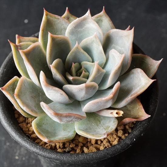 多肉植物専門通販 たにっくん工房 Online Farm エケベリア