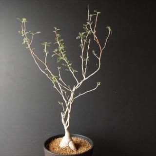 コーデックス販売 通販 たにっくん工房 Online Farm