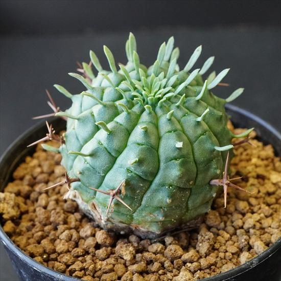 親株　メス雌♀　子株8個付　ユーフォルビア 群星冠　雌（メス）♀ ステリスピナ 親株 メス雌♀ 子株9個付 ユーフォルビア 群星冠 雌（メス