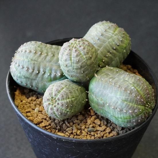 No.385 特選 Euphorbia obesa 綴化 ユーフォルビア オベサ 厳選