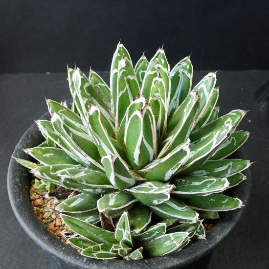 アガベ 姫笹の雪 黄覆輪斑 矮性 agave victoria-reginae