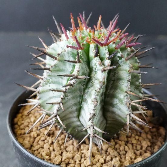 大きい割引 ユーフォルビア・アルバホリダ通販・販売｜たにっくん工房 その他多肉植物