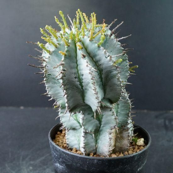 ユーフォルビア・ホリダアルバ通販・販売｜たにっくん工房