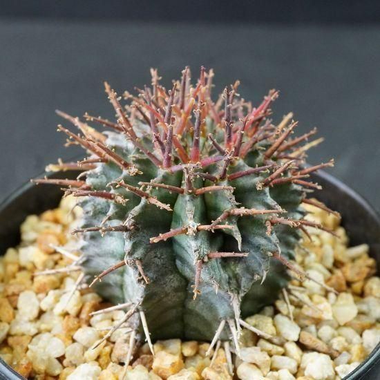 Euphorbia horrida 'uda zebra' ユーフォルビア ホリダ（宇田
