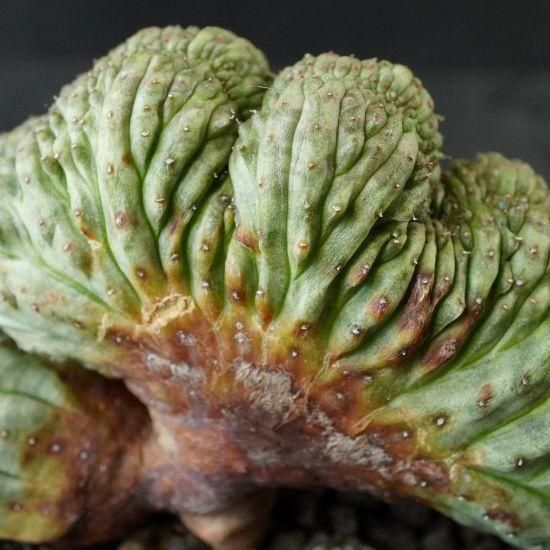 ユーフォオルビア・オベサ綴化 通販・販売｜たにっくん工房