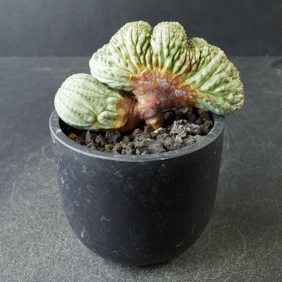 ユーフォルビア　オベサ　多頭　綴化　カキコ ユーフォルビア オベサ 多頭 綴化 カキコ