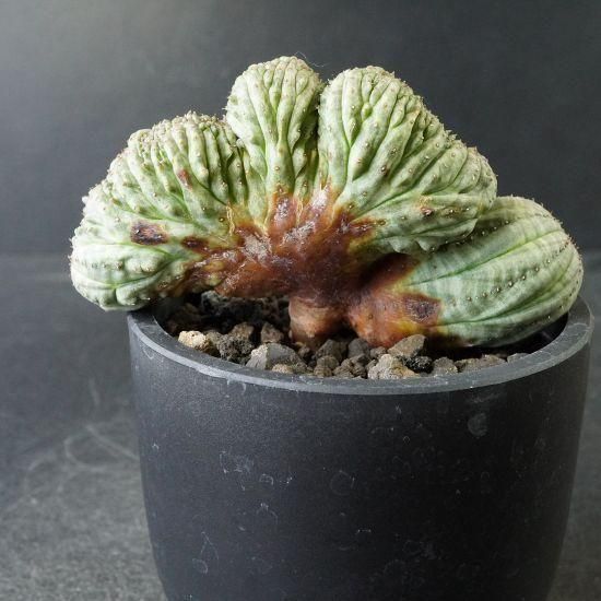 l.i.l.y 2点まとめ売り ユーフォルビア オベサ 綴化 扁平 l.i.l.y様専用 2点まとめ売り ユーフォルビア オベサ 綴化 扁平