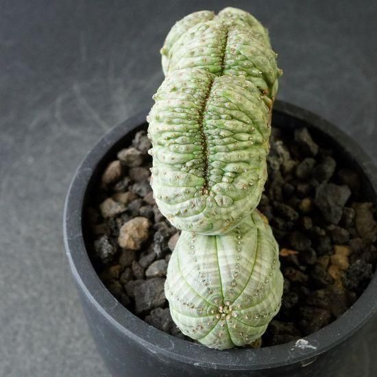 ユーフォルビア　オベサ　綴化　カキコ ユーフォオルビア・オベサ綴化 通販・販売｜たにっくん工房