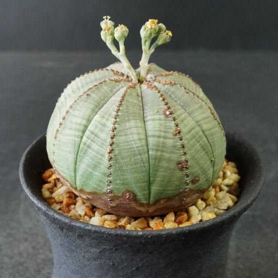 ユーフォルビア　オベサ 383：ユーフォルビア オベサ | Home&Plants