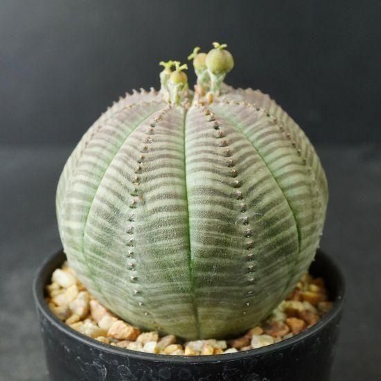 ユーフォルビア オベサ 幅9cm強