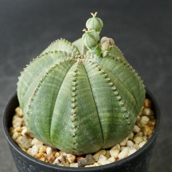 ユーフォルビア・オベサ通販・販売｜たにっくん工房 online farm