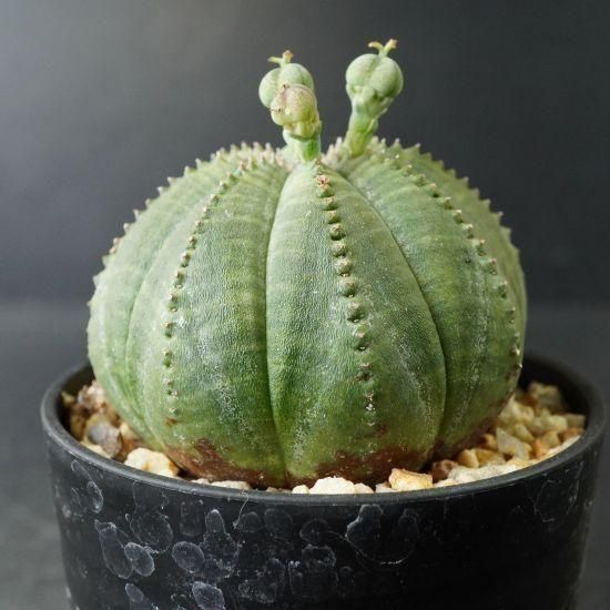 yasukaru 巨大サイズ ユーフォルビア オベサ 販売 yasukaru 巨大サイズ ユーフォルビア オベサ 販売 yasukaru 巨大サイズ