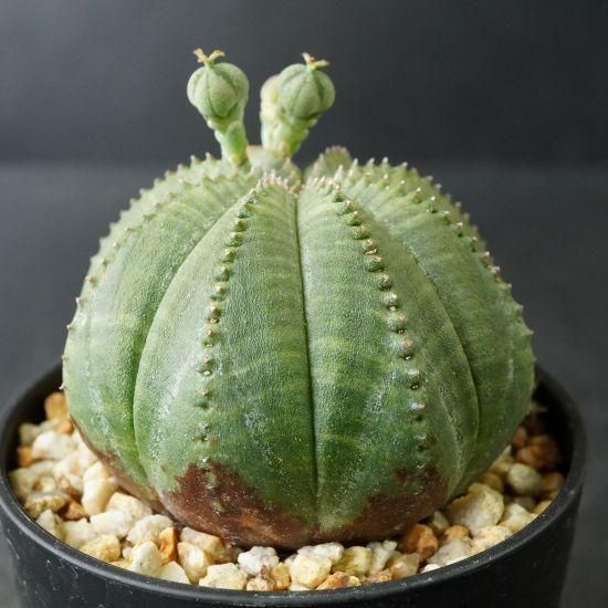 ユーフォルビア・オベサ通販・販売｜たにっくん工房 online farm