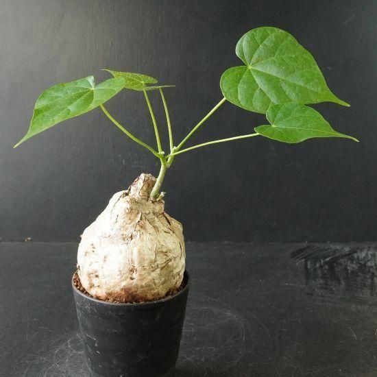 フィルミアナ・コロラータ・塊根植物通販・販売｜たにっくん工房