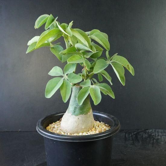 アデニア グラウカ 塊根植物 可愛い名札付き 植え替え済み アデニア グラウカ 塊根植物 可愛い名札付き 植え替え済み