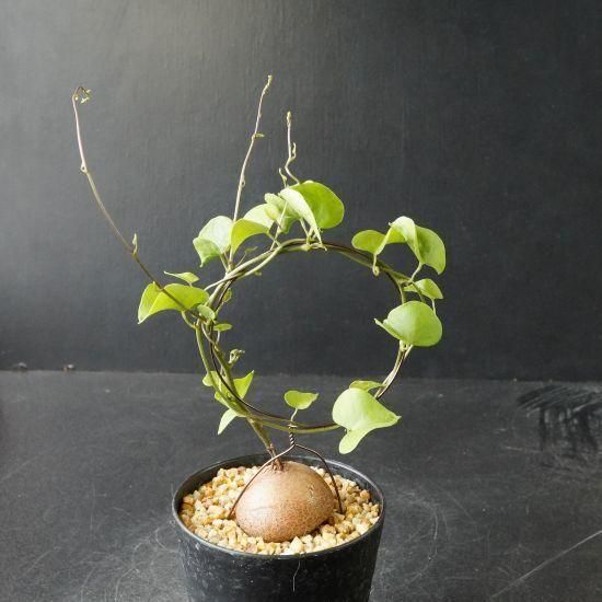 亀甲竜　実生　Dioscorea elephantipes 塊根植物 亀甲竜 実生 Dioscorea elephantipes 塊根植物 - メルカリ
