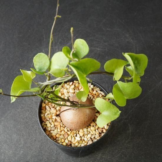 亀甲竜・塊根植物通販・販売｜たにっくん工房 online farm