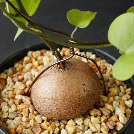 亀甲竜・塊根植物通販・販売｜たにっくん工房 online farm