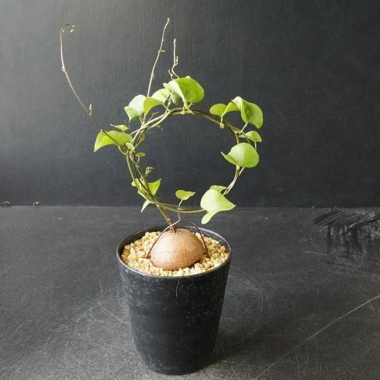 わ*︎様 亀甲竜 大株 塊根径約20cm Amazon.co.jp: 塊根植物 亀甲竜 1株 / 国華園 25年秋商品 : DIY