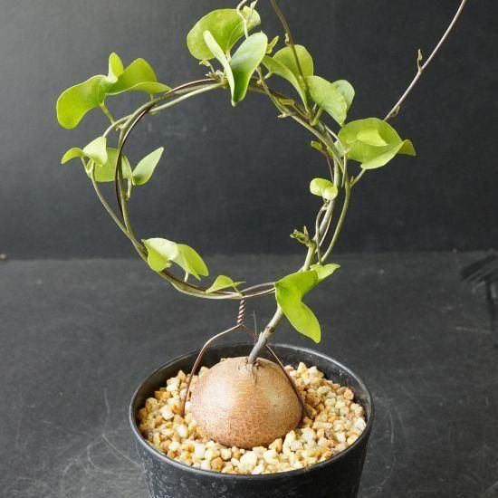 亀甲竜・塊根植物通販・販売｜たにっくん工房 online farm